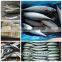 new arrival competitive price Frozen mackerel