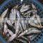 Fresh New Arrival Whole Round Frozen Sardine on sale