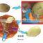 fruit ,vegetable and kitchen cutting tools stainless steel peeler