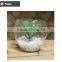 Mini succulent plants bonsai high quality succullent plants