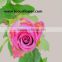 Professional export fresh cut rose supply high quality fresh cut flower purpl rose cool beauty for parties factory prize supply