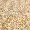 Chenopodium Quinoa Seed