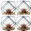 glass terrarium geometric glass terrarium wholesale