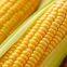 Premium Low Price Fresh Sweet Corn Chinese Exports New Work Natural Fresh Sweet Corn Food Prices