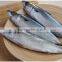 Fresh Frozen Mackerel Fish, Seafrozen Mackererl for Sale 2015