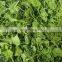 Best price centella leaf/Good quality gotu kola leaves from Vietnam