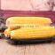 products china premium quality indian corn