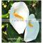  online shopping fresh flowers white calla lilies in china for sale