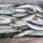 Trawl Catch Sardine Aurita for Canning