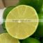 FRESH SEEDLESS LIME whatsapp +84 963818434