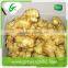 Chinese fresh ginger seeds for sale