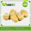2016 Hot Sale Best Fresh Yellow Potatoes