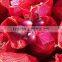 onion with hot price