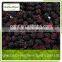 frozen fruit blackberry