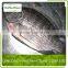 Frozen Tilapia Fillet Fish Fish For Sale