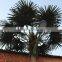cheap artificial palm tree artificial coconut palm outdoor coconut with road light