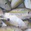 frozen thai of horse mackerel