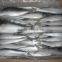 Good quality for bait frozen Sardines