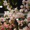 home decoration flower accessories artificial cherry blossom branches wholesale blossom
