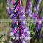 hot sale high yield forage seeds for sale