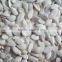 F1 Hybrid snow white Pumpkin Seeds,Sweet Pumpkin Seeds For Planting Deep white Flesh