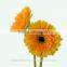Export high quality foam gerbera flower gerbera flower seeds with 70-80cm long from Yunnan, China