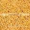 red sorghum for animal feed