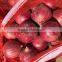 Chinese lowest price fresh red onion