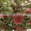 Huaniu apple/Red mature huaniu apple factory