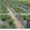 High Yield green white Pepper seeds heavy spicy-H11-19