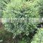Ligustrum ovalisolium