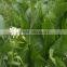 Best selling zero add horseradish granular in bulk