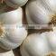 Fresh Normal White And Pure White Garlic