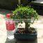 Ulmus ( Chinese Elm) bonsai tree ball shape