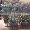 Newest Design Hanging Plant Bonsai Bonsai Plants For Sale