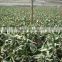 gymnocalycium Mihanovichii Var.Friedrichii grafted cactus succulent indoor plants nursery echinocactus grusonii cereus cacti
