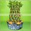 pineapple shape cage shape lucky bamboo air bonsai tree dracaena sanderiana indoor aquatic plants nursery garden decoration