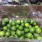 FRESH SEEDLESS LIME