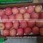 Good quality fuji apple