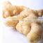 Competitive price wholesale new young ginger