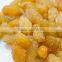 INDIAN EXPORTER YELLOW RAISIN