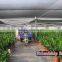 Natural Zamioculcas Zamiifolia for Indoor Ornamental Decorative Bonsai Plants