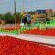 tomato paste factory of supply the best product