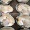 CHINA LOCAL BABY CLAM FOR MAKING VACCUM FROZEN BOILED CLAM