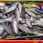 FROZEN SHORT BODY MACKEREL WHOLE ROUND