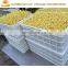 Human food bean sprouting machine / yellow bean sprouts growing machine