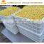 Soybean sprouter machine / Bean Sprouter Germinating Machine