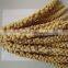 organic yellow/red millet spray