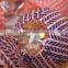 Wholesales Cheap Battery Paper String Chritmas Light