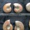 Natural Rainbow Ammonite Fossils Pendants Stones/Fossils